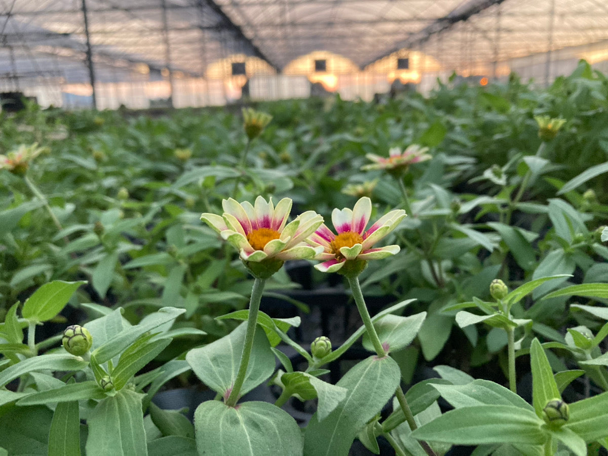 秋のジニアにも注目！！