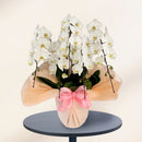 特選胡蝶蘭5本立(50輪)開店・開業・新築・就任・各種御祝対応