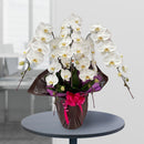 特選胡蝶蘭5本立(60輪)開店・開業・新築・就任・各種御祝対応