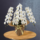 特選胡蝶蘭5本立(65輪)開店・開業・新築・就任・各種御祝対応