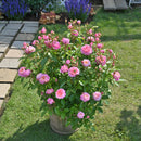 フルレット 【デルバールローズ】 12月下旬~1月頃発送