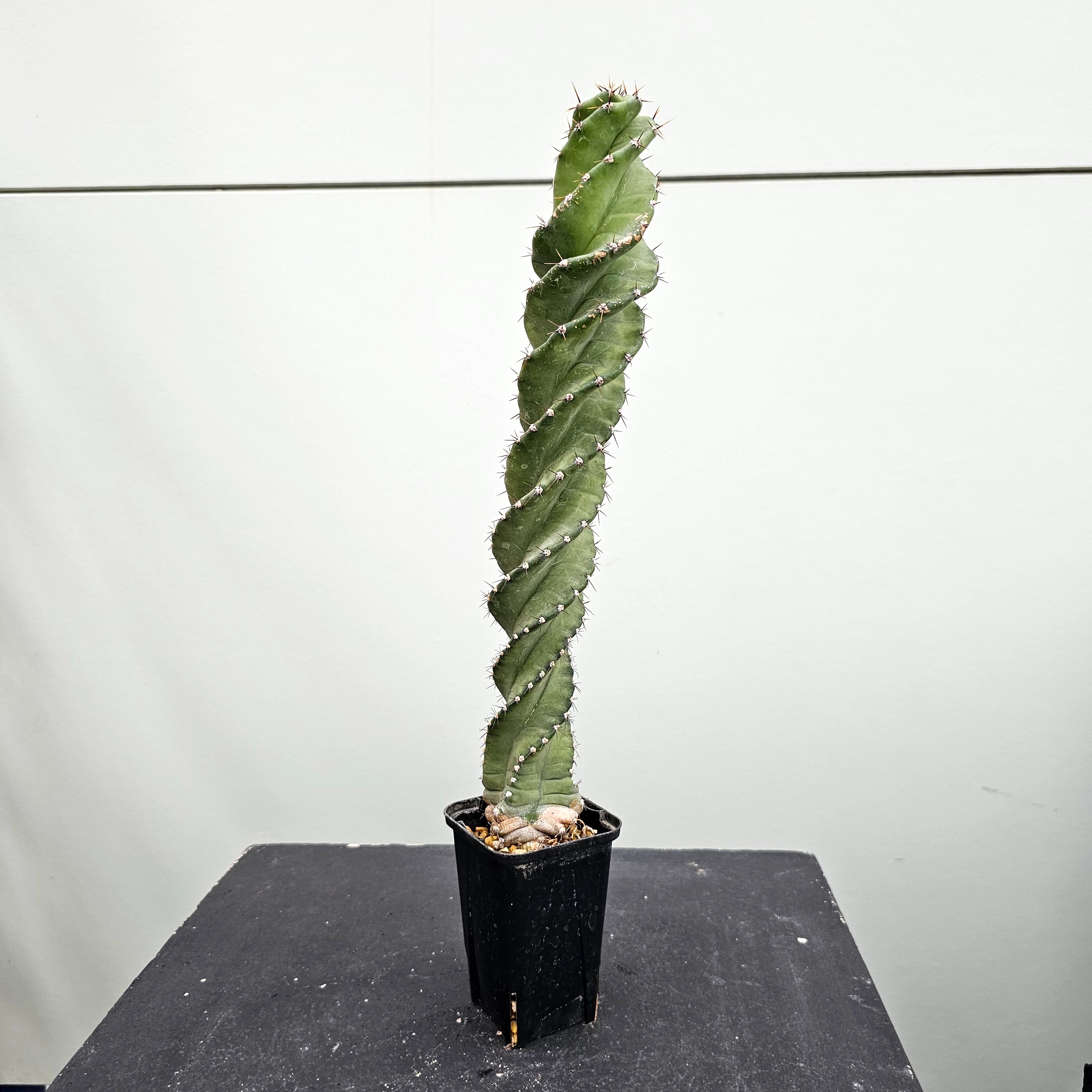 20250904_160313.jpg?v=1756997005