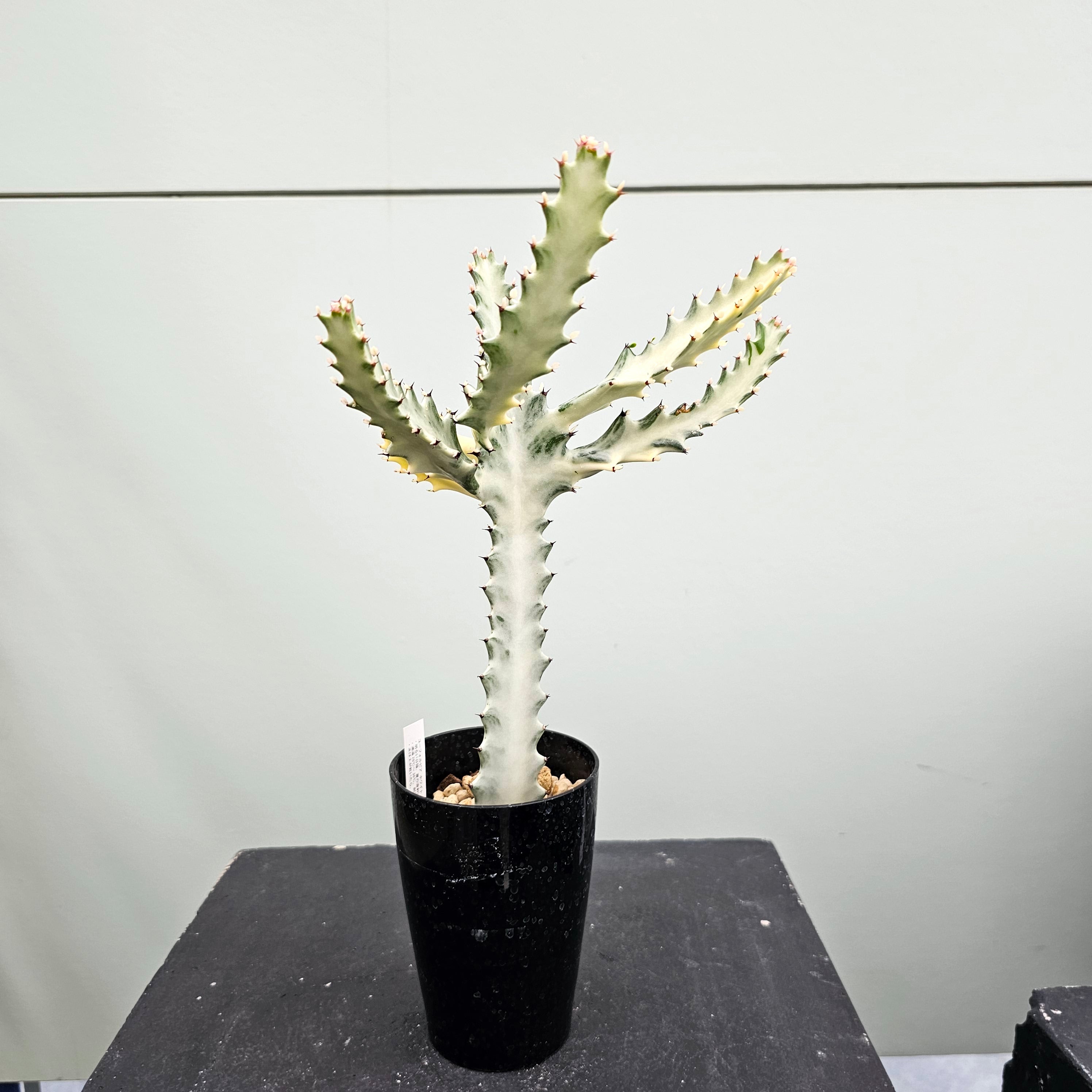 ホワイトゴースト ユーフォルビア ホワイトゴースト Euphorbia lactea 'White Ghost'