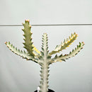ユーフォルビア ホワイトゴースト Euphorbia lactea 'White Ghost'