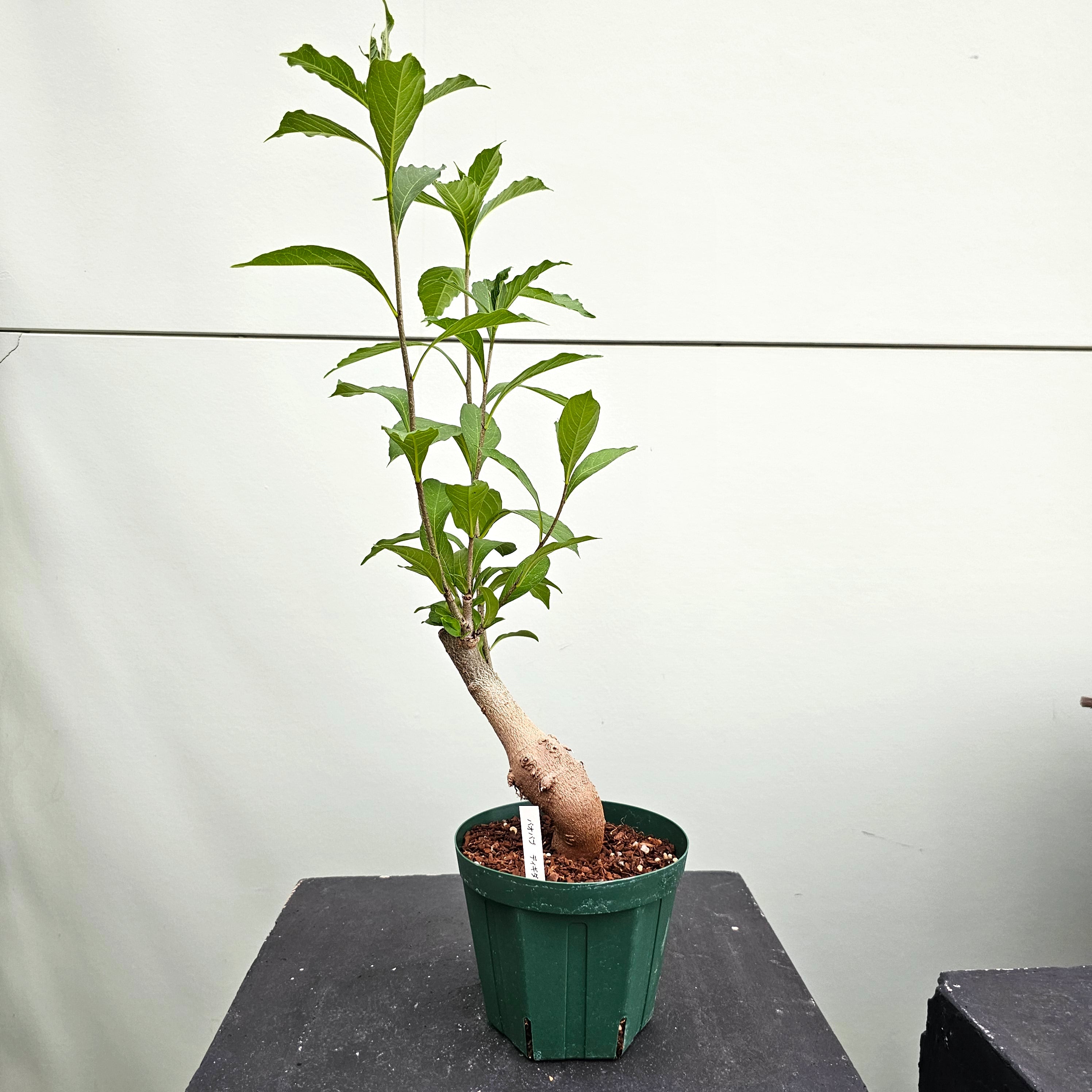 バオバブ　Adansonia digitata バオバブ ディギタータ Adansonia digitata