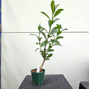 バオバブ ディギタータ Adansonia digitata