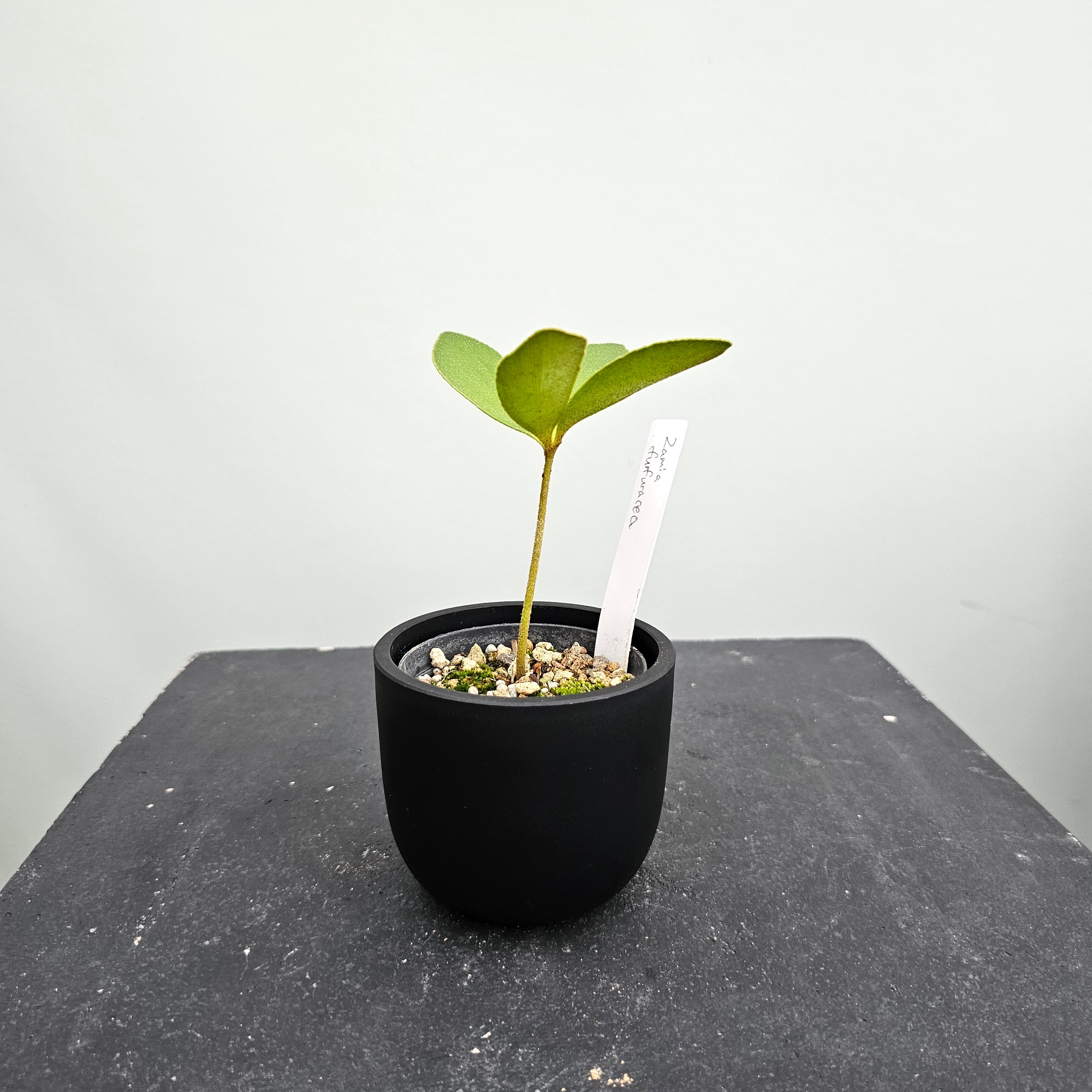 ザミア フルフラセア Zamia furfuracea