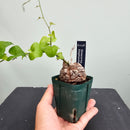 アフリカ亀甲竜 Dioscorea elephantipes