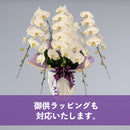 特選胡蝶蘭5本立(75輪)開店・開業・新築・就任・各種御祝対応