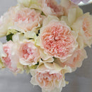 クロッシェ【河本バラ園】 12月下旬~1月頃発送