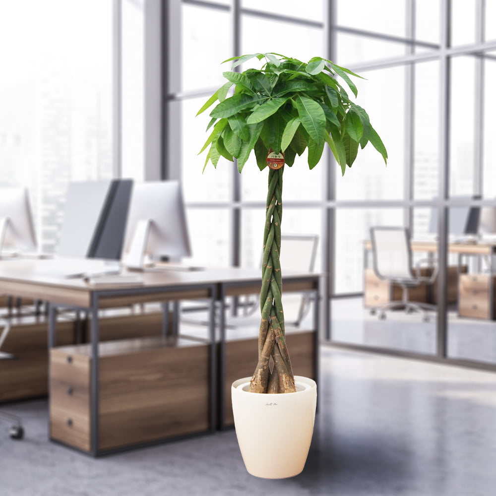 贈答品】観葉植物 2万円代 パキラ尺プラ(鉢カバー) 立て札・メッセージ 