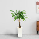 【贈答品】観葉植物 1万円代 パキラ7寸角高陶器 立て札・メッセージカード・リボン付