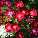 カネット【河本バラ園】 12月下旬~1月頃発送