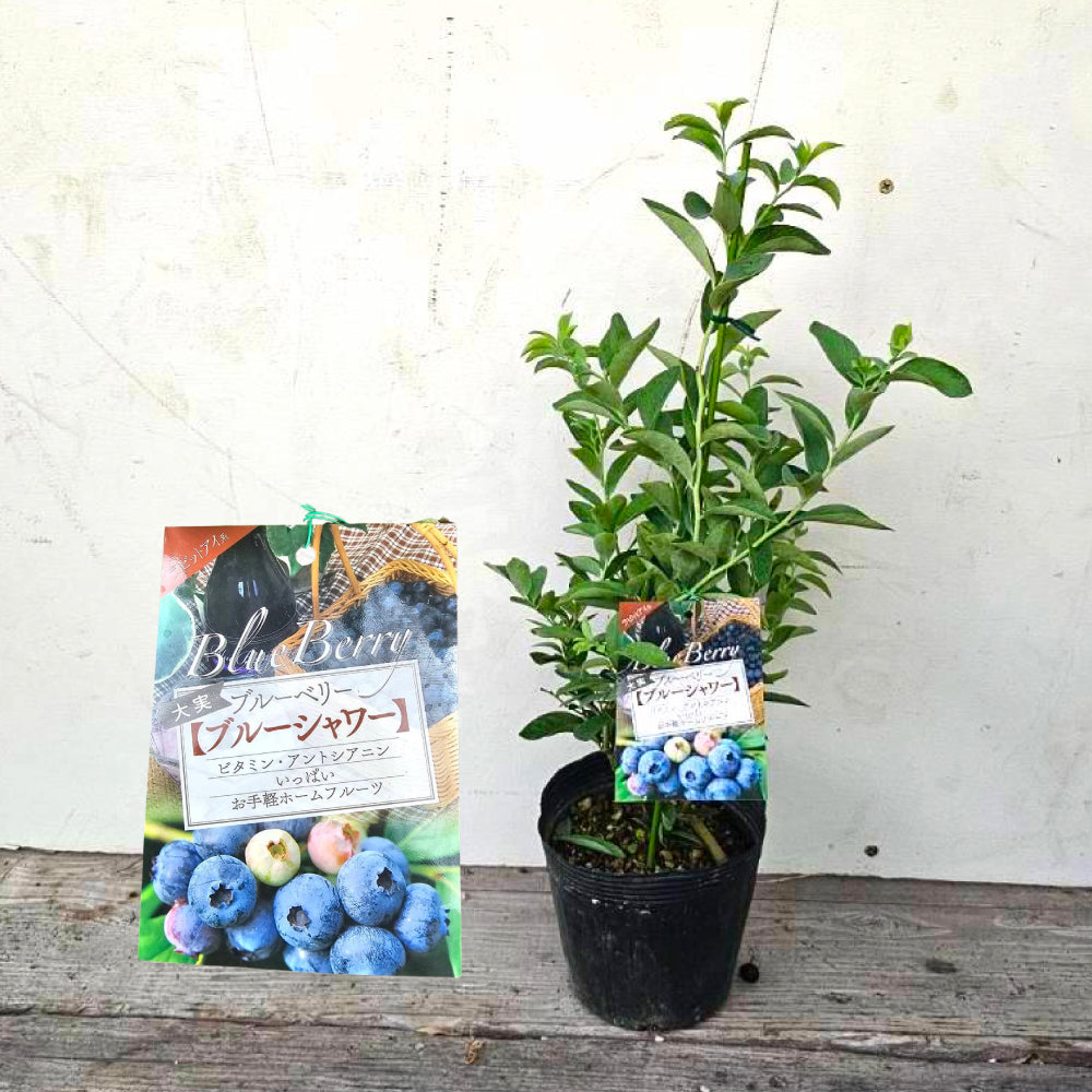 ブルーべリー ブルーシャワー（ラビットアイ）