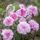 メアリー・ディレイニー 【イングリッシュローズ】 12月下旬~1月頃発送