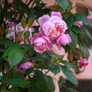 メアリー・ディレイニー 【イングリッシュローズ】 12月下旬~1月頃発送