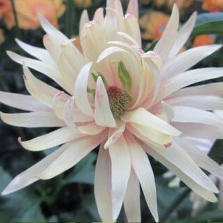 NEW ラナンキュラスラックス 【アポロン】 3月上旬より順次発送