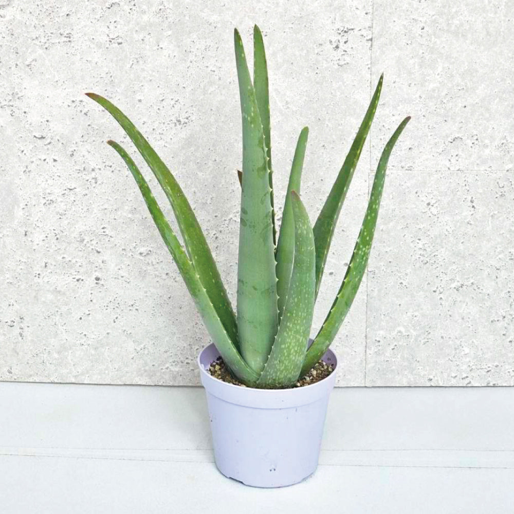 aroebera3.5_1.jpg?v=1752894340