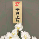 特選胡蝶蘭5本立(75輪)開店・開業・新築・就任・各種御祝対応