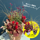 47.季節の花苗セット