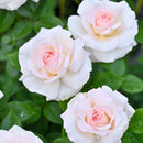 NEW ラ・ソヴァジーヌ・テル・エ・パッション【デルバールローズ】 12月下旬~1月頃発送