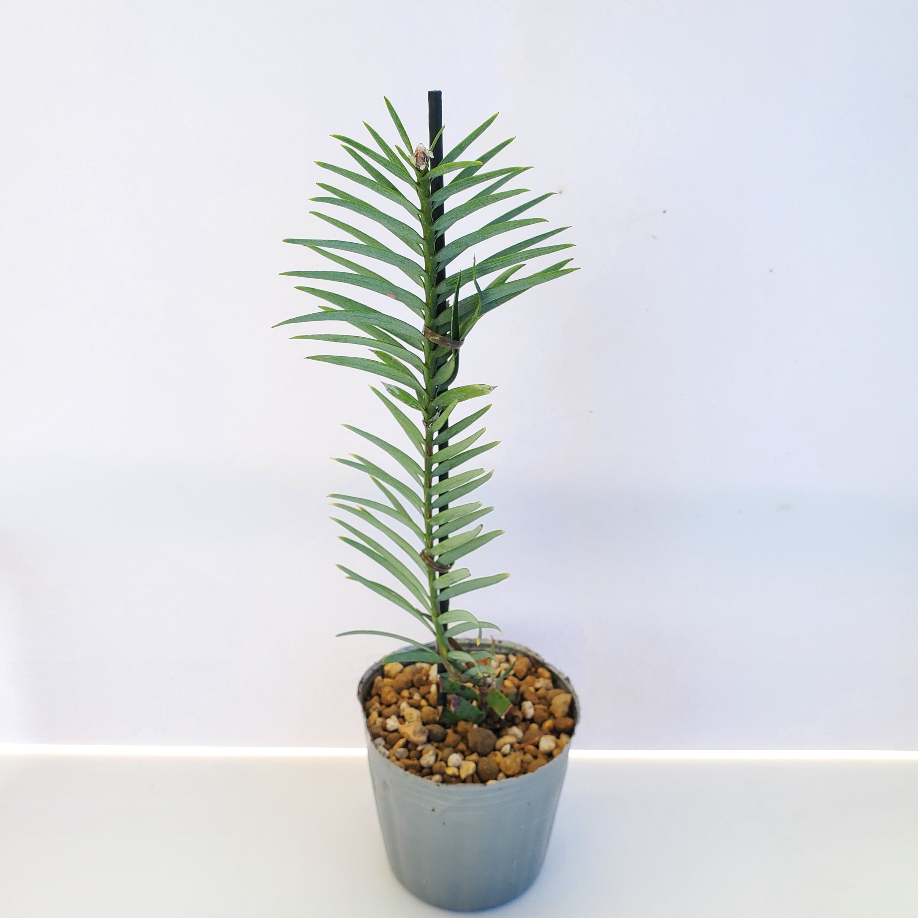 ウォレマイ・パイン ( ジュラシック・ツリー ) 挿し木苗／Wollemia nobilis（Wollemi Pine)