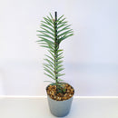 ウォレマイ・パイン ( ジュラシック・ツリー ) 挿し木苗/Wollemia nobilis(Wollemi Pine)