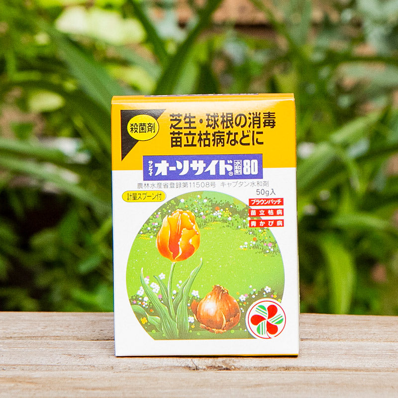 オベサ 白質化 キノコ型 美株 （メス株【超厳選株】大株 8.3cm