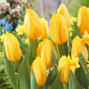 チューリップ 球根 8色/Tulipa