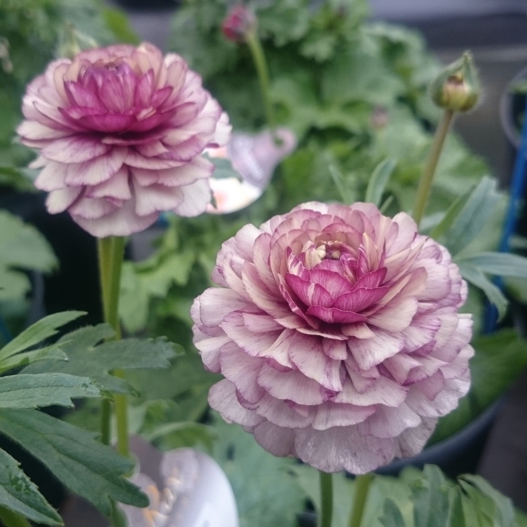 ラナンキュラスラックス 【アイオリア】 3月上旬より順次発送