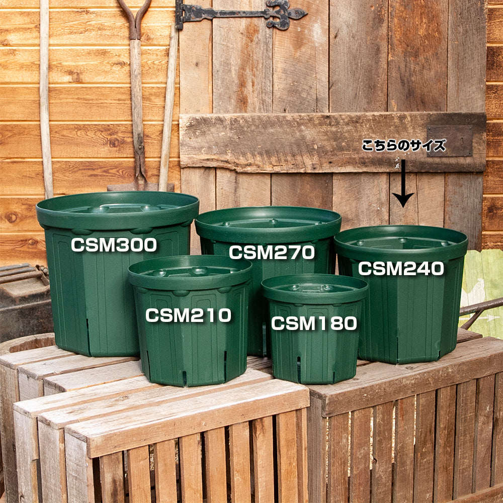 スリット鉢 CSM240 5個セット
