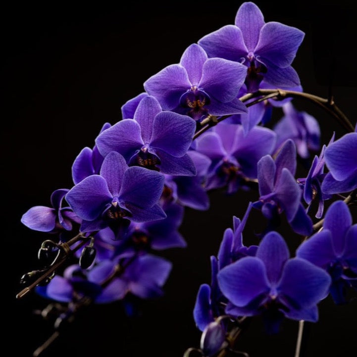 ブルージーン 胡蝶蘭 蘭 Bluegene オーキッド 熱帯植物 