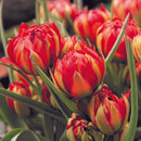 ワイルドチューリップ ヒュミリス サマンサ/Tulip Humilis samantha