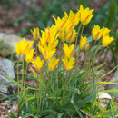 ワイルドチューリップ コルパコウスキアナ/Tulip Kolpakowskiana