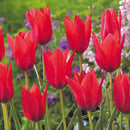 ワイルドチューリップ クルシアナ アニカ/Tulip Clusiana annika