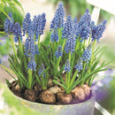 ムスカリ アルメニアカム/Muscari Armeniacum