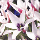 ワイルドチューリップ ペパーミントスティック/Tulip Peppermintstick