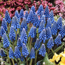 ムスカリ アルメニアカム/Muscari Armeniacum