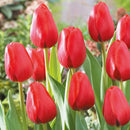 チューリップ 球根 8色/Tulipa