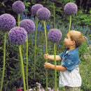 アリウム グラジエーター/Allium Gradiator