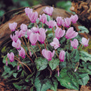 シクラメン ネアポリタナム/Cyclamen Neapolitanum