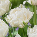 マウントタコマ/Tulip Mount Tacoma