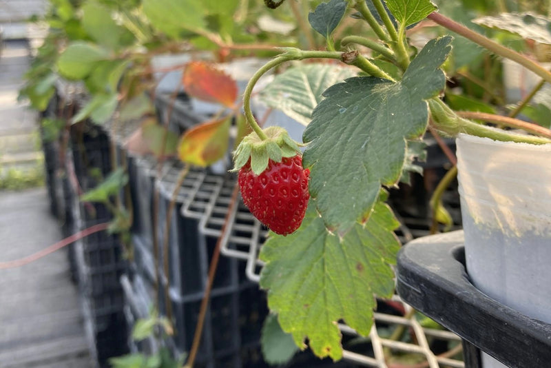 今が植えどき！よつぼしイチゴ♪