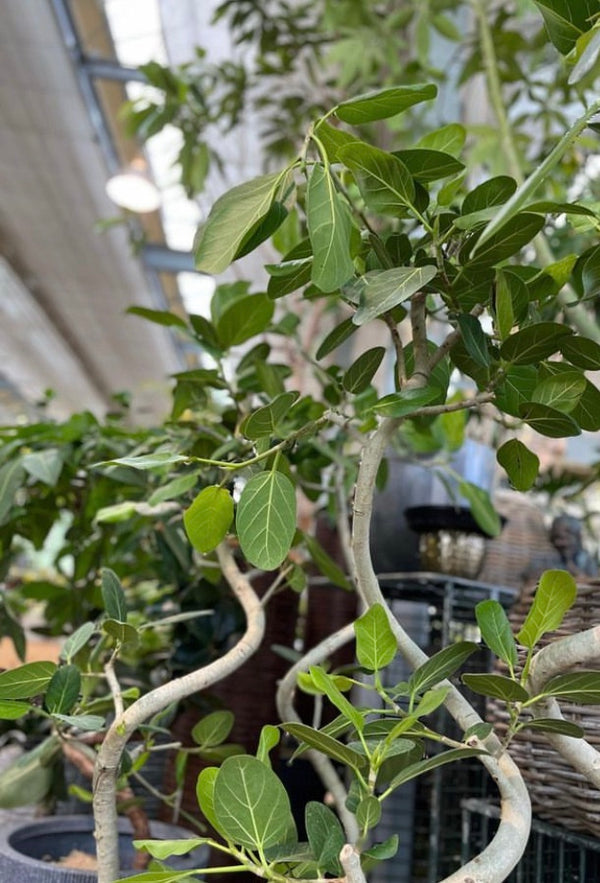 初心者にオススメの観葉植物♪