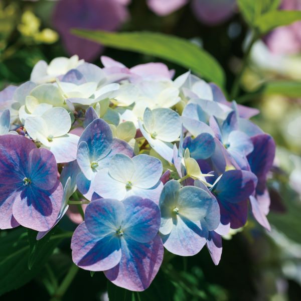 アジサイ ラグランジア オーロランジュ ベビー苗