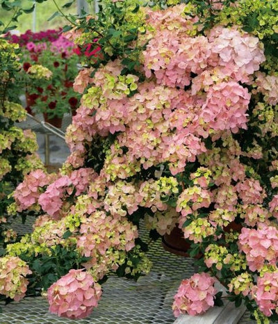 アジサイ ラグランジア オーロランジュ ベビー苗