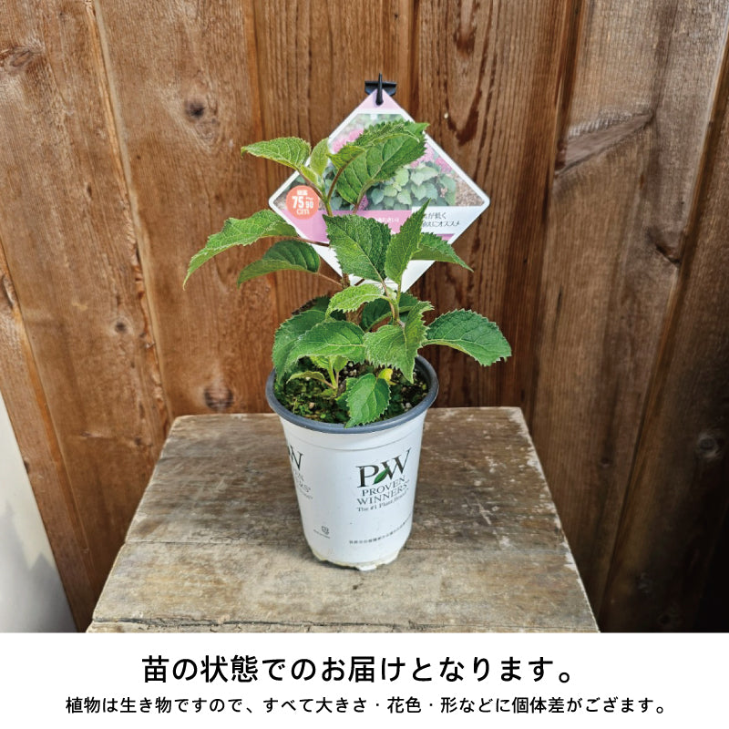 PW アジサイ サマーメドレー ペールシャボン