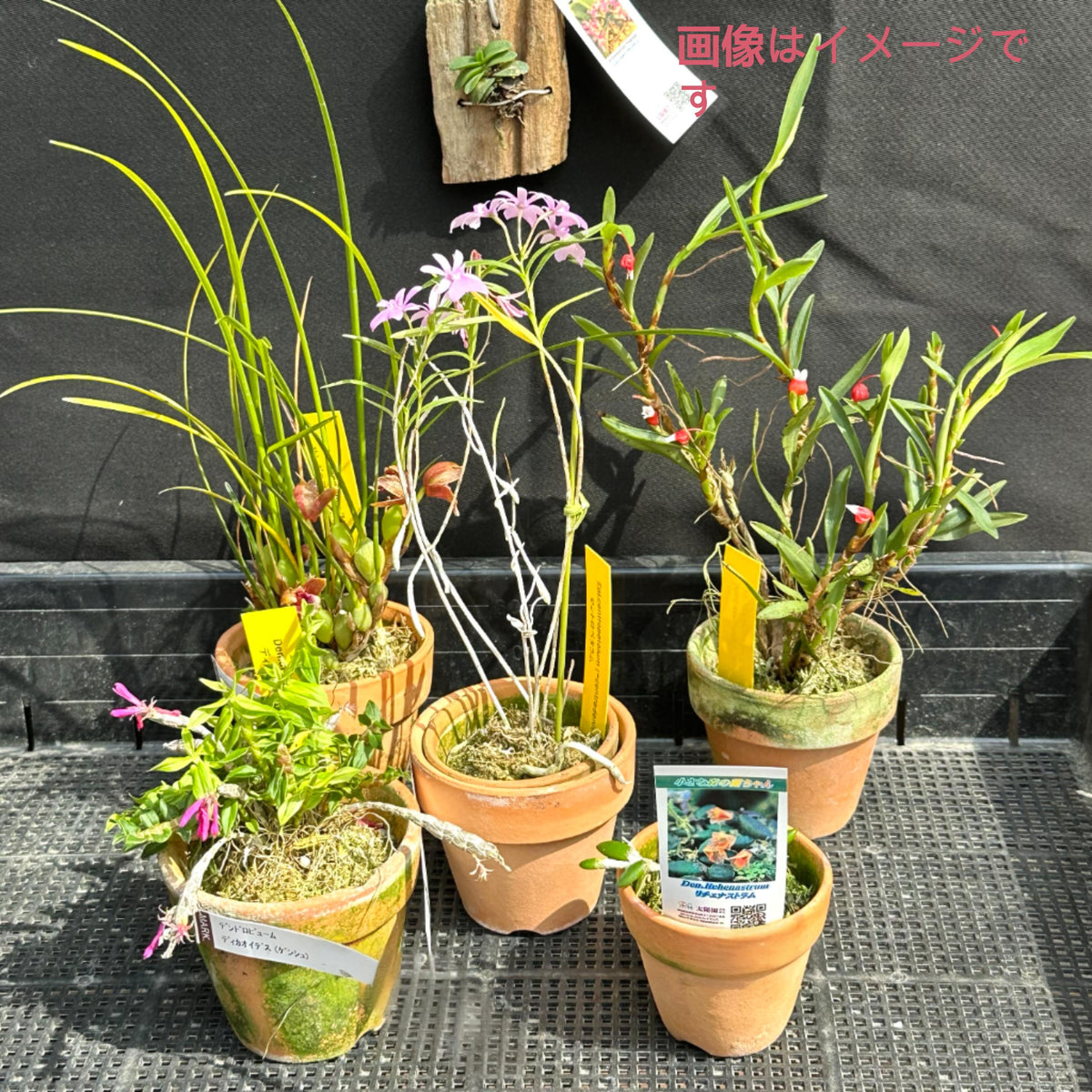 蘭 10000_b192ed43-ede3-4c41-8046-