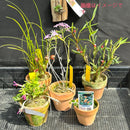 福岡蘭展ガチャ  【ミニ蘭セット】