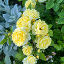 NEW プチ・ジョワ【河本バラ園】 12月下旬～1月頃発送